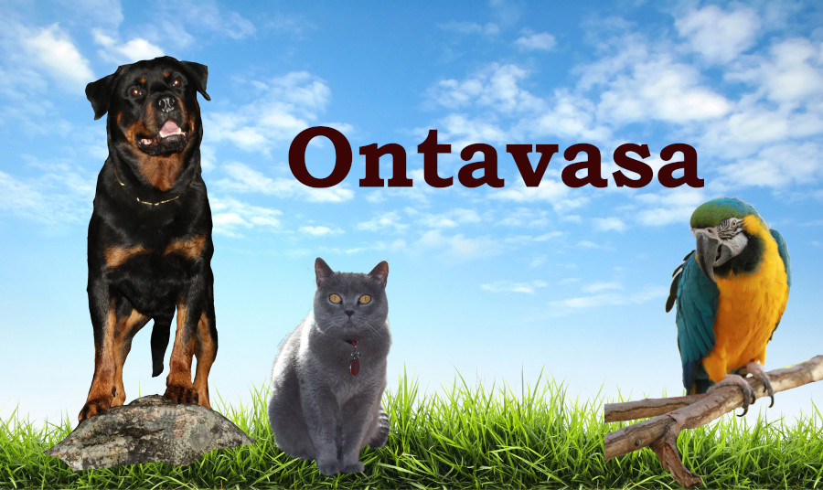 Ontavasa